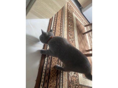 British shorthair erkek
