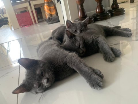 British shorthair yavru kediler
