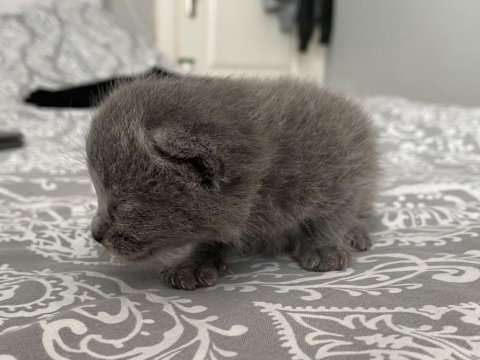 Yavru scottish fold bebeklerimize yuva