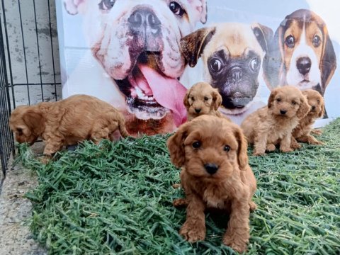 Tüy dökmez maltipoo yavrular harika renkler