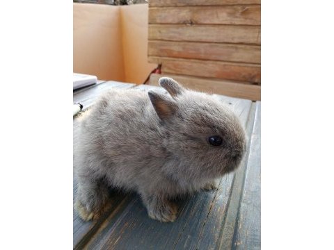 Netherland dwarf hollanda cücesi tavşan