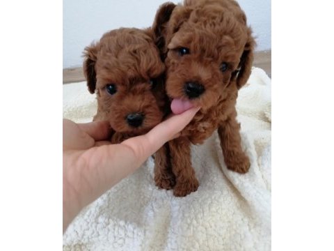 Teddy face toy poodle