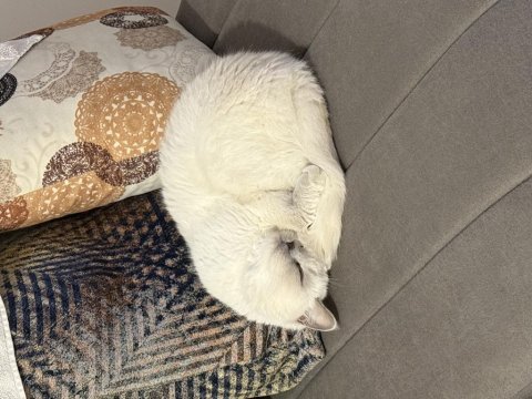 Ücretsiz sahiplendirme british shorthair