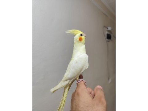 Lutino kırmızı göz yavru sultan papağanı