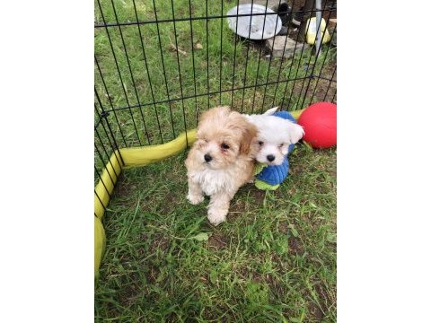 Orjinal maltipoo yavrular