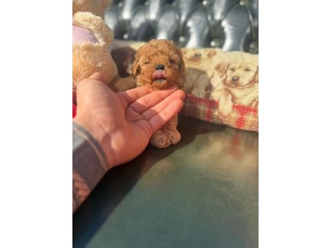Poodle ırkının en iyilerini isteyenlere