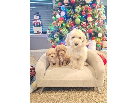 Yeni yıl maltipoo bebekleri yeni evine gitmeye hazır
