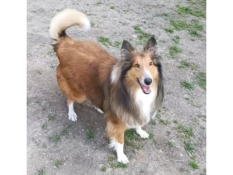Rouch collie