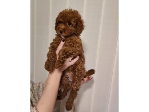 3 aylık safkan toy poodle
