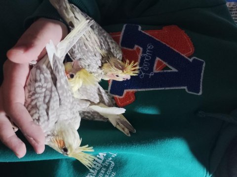 Yeni yeme düşmek üzere sultan yavrular her ay yeniyavru