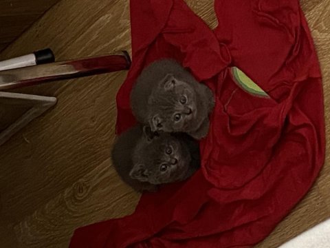 British shorthair kedisi