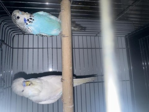 Şov jumbo takım muhabbet kuşu