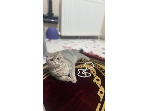 Kedimi sahiplendirmek istiyorum