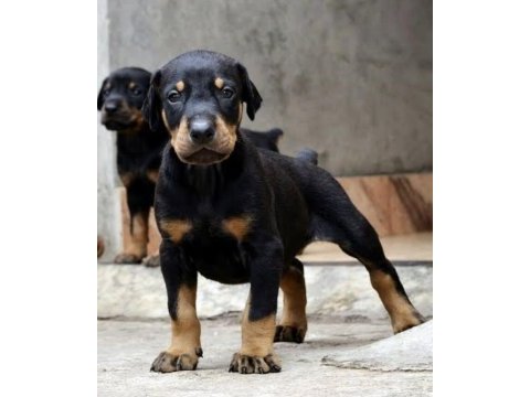Rezerve açık doberman