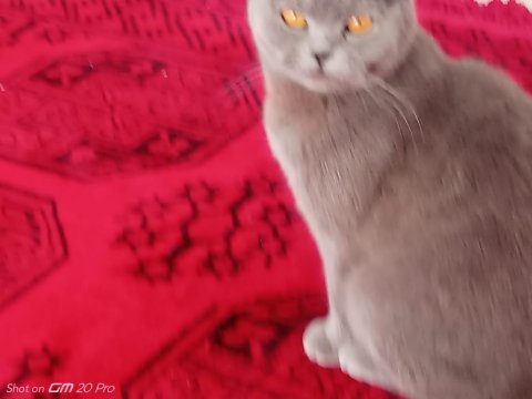 Kedi uysal insan canlısı scottish