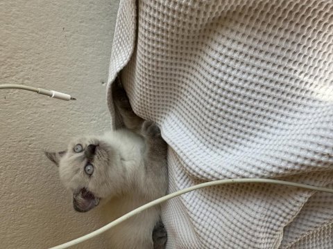 2 aylık scottish fold erkek muğla merkez ve çevresi