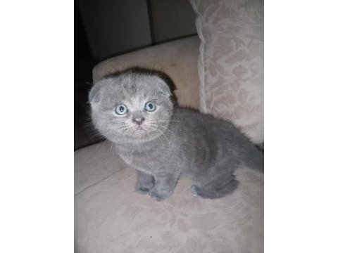 Ev ortamında büyüyen scottish fold yavrum