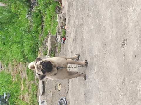 1 yaşında pug onunla ilgilenebilecek birini arıyoruz