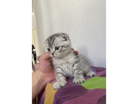 Top kafa scottish fold yavrularımız