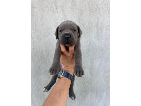 Dev blue cane corso bebekler