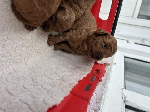 Kore red toy poodle