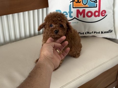 Redbrown tea cup kore poodle yavrularımız
