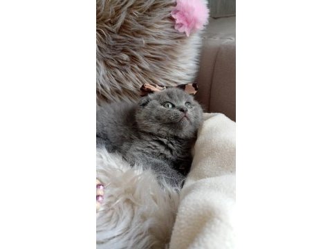 British shorthair yuvasını arıyor ücretlidir