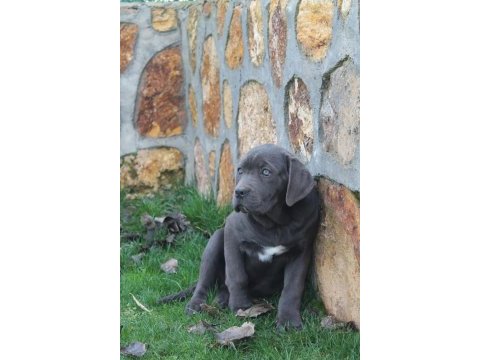 Üst kalite dev cane corso yavruları