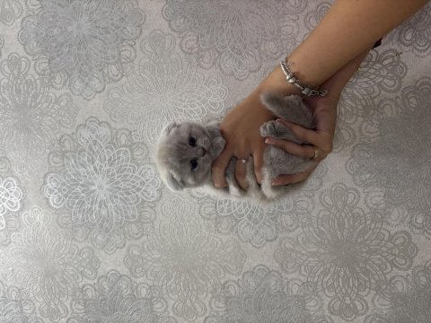 Scottish fold cinammon yavrular
