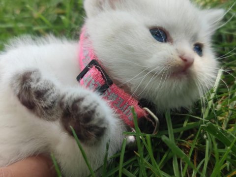 Full şecereli british shorthair ny 1133 dişi erkek yavru