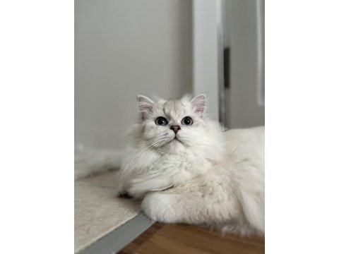 British longhair kedisi