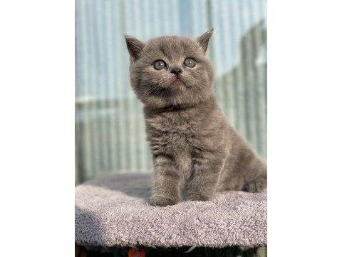 Safkan anne babadan son kalan safkan yavru british shorthair
