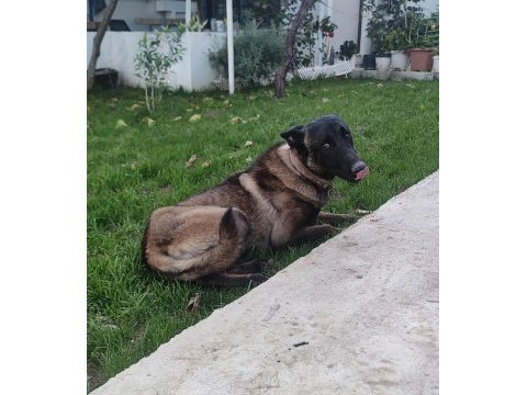 Alan koruma belçika malinois