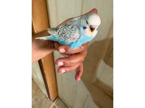 25, 26 ve 27 günlük kusursuz 3 erkek jumbo bebek muhabbet