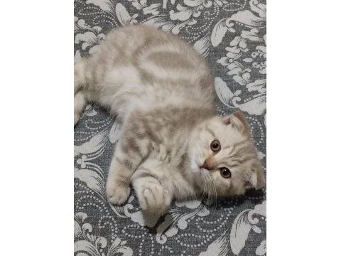 Scottish fold aşıları yapılmış