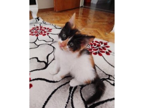 2 aylık güzel kız kedimiz yuva arıyor