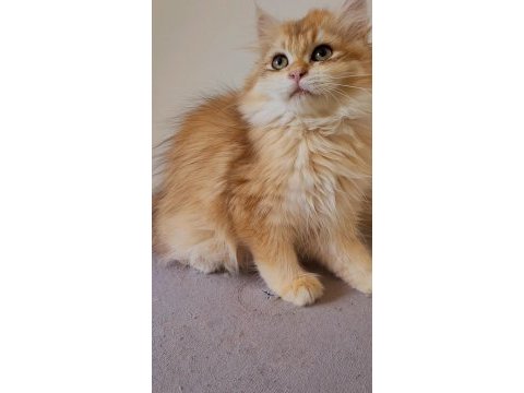 Golden british longhair ny12 yavru