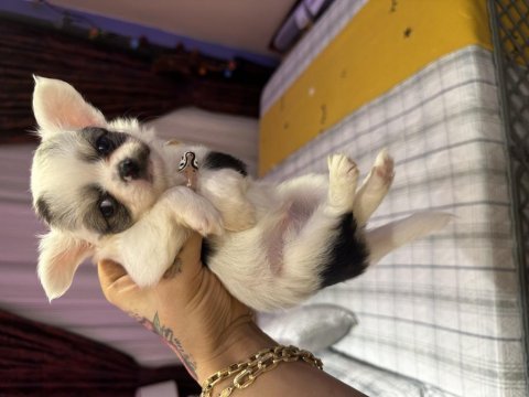 45 günlük uzun tüylü chihuahua dişi ve erkek orjinal