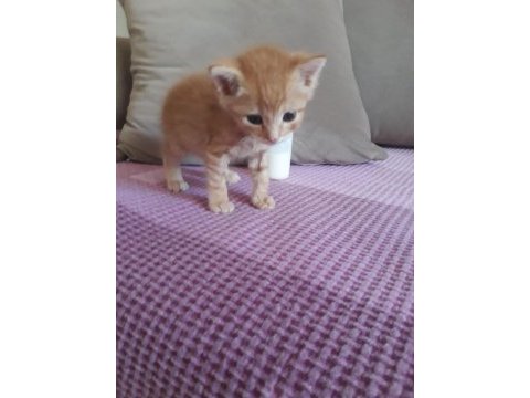 20 günlük tekir kedi sarman kalıcı yuvasını arıyor