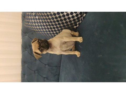 Kaliteli ırk garantili pug mops yavrular