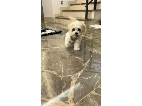 0-4 aylık maltese terrier