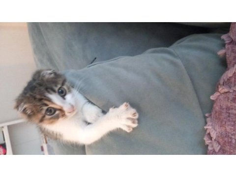 Aşırı sevimli scottish fold bağımlılık yaratır