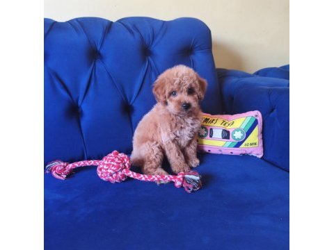 Sevimli erkek toy poodle