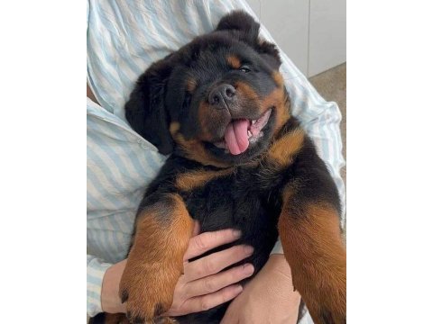 Rottweiler yavrularımız üst kalite şecereli yavrular