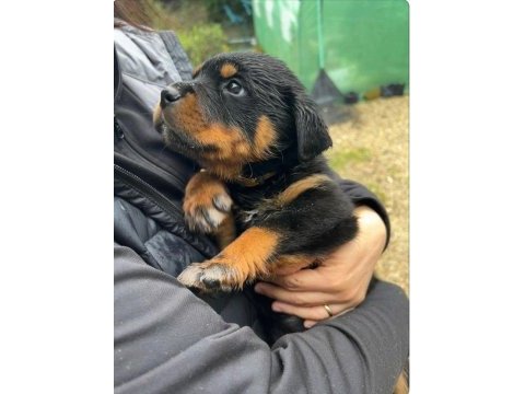 Rottweiler yavrular teslime hazır