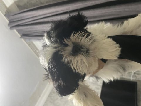 Shih tzu köpeğimi sahiplendirme istiyorum