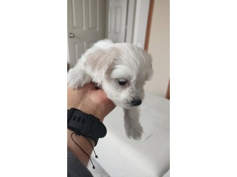 Maltese terrier 3 aylık