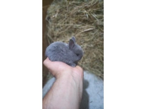 Hollanda cücesi tavşan netherlans dwarf