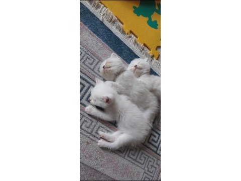 Maviş gözlü blue point yavrularımız scottish fold