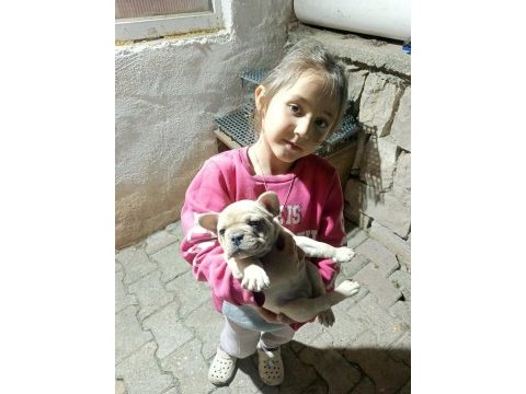 Dişi french bulldog yavrumuz